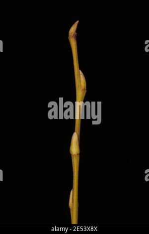 Weiße Weide (Salix alba). Überwinternder Zweig Nahaufnahme Stockfoto