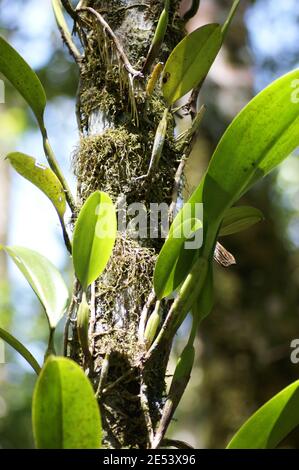 Endemische Orchideen auf einem Baumstamm im Borneo-Regenwald, auf dem Mount Kinabalu. Regenwaldpflanze. Kinabalu Park, Sabah, Malaysia, Borneo Stockfoto