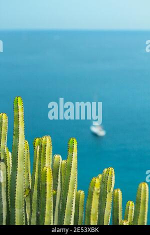 Kakteen mit Blick auf den Ozean. Stockfoto