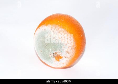 Schimmeliges Orange isoliert auf weißem Hintergrund. Verfaulte Früchte. Ungesunde Lebensmittel. Beschneidungspfad. Stockfoto