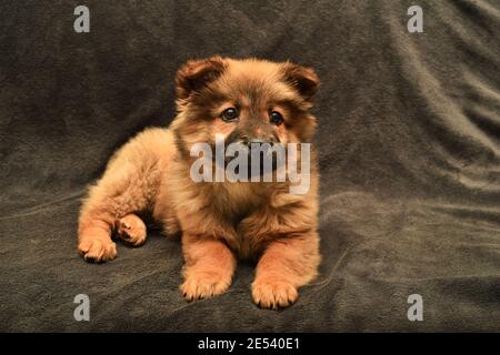 Portrait niedlicher roter Chow-Chow Welpe auf hellbraunem Hintergrund, rotes Fell, violette Zunge, Lügen und Looks, wunderbarer Familienfreund, schwarze Augen Stockfoto