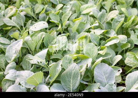 Kale, eine kleine Pflanze in einem Gemüsefeld, das von Dorfbewohnern angebaut wird. Dienen als Lebensmittel gehen grün Stockfoto