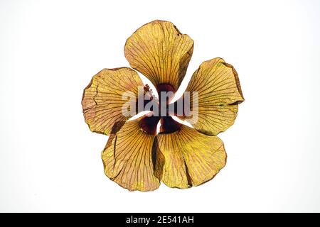 Strand Hibiscus, Hibiscus tiliaceus, gepresster getrockneter Blütenkopf von den Malediven auf weißem Grund Stockfoto