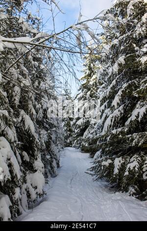 Winziger Waldweg durch schneebedeckte Winterbäume Stockfoto