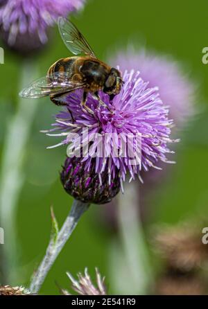 Bienen sammeln Nektar auf einer Distel Stockfoto