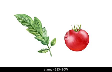 Aquarell-Tomate. Reife rote Frucht mit Blättern Zweig. Realistische botanische Malerei mit frischem Gemüse. Isolierte Abbildung auf Weiß. Von Hand gezeichnet Stockfoto