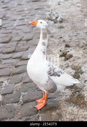 Emden oder Embden Gans, ein Nachkomme der Graugans anser anser. Dieser Vogel scheint ein Emden-Greylag-Kreuz zu sein, wenn man die Gefiedermischung bedenkt Stockfoto