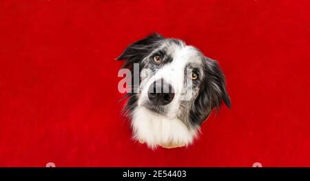 Border Collie Hund in rotem Papier Seitenloch isoliert. Feiern sie Valentinstag oder weihnachten. Stockfoto