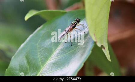Sargus bipunctatus, das Doppelpunkt-Zenturion Stockfoto
