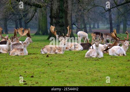 Damhirsch: Gemeiner Damm mit etwas Weißer Damm, Herdenfütterung, Ruhen, Wiederkäuern, Hirschpark, Bedfordshire, England, UK Stockfoto