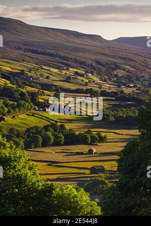 Blick auf die Heuwiesen, Feldschellen und Trockenmauern in der Nähe des Weilers Satron, Gunnerside, Swaledale, im Abendlicht. Stockfoto