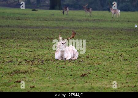 Damhirsch: Weißer oder gemeiner Damhirsch, ruht, Wiederkäuer, Hirschpark, Bedfordshire, England, Großbritannien Stockfoto