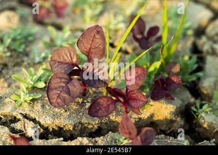 Die rote Blattfamilie der Gattung Amaranthus und ist anerkannt Durch die tief rötlich gefärbten Blätter Stockfoto