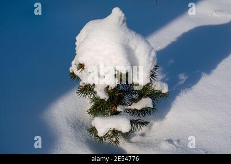 Eine winzige Tanne mit Schnee bedeckt Stockfoto