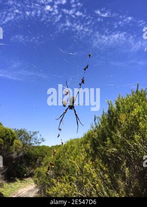 Spinne mit Himmel dahinter Stockfoto