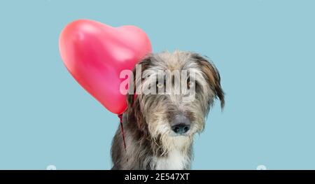 Hund Liebe feiern valentinstag allein mit einem roten Ballon. Isoliert auf blauem Hintergrund. Stockfoto