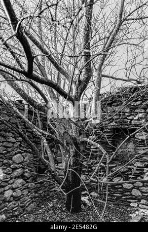 Baum wächst in alten verlassenen Haus, County Kerry, Irland Stockfoto