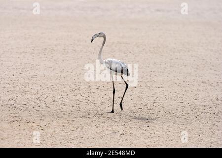 Jugendlicher Großflamingos, Walvisbucht, Namibia. Stockfoto