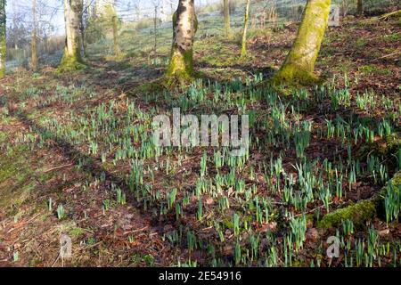 Blätter von Narzissen in einem Wald gepflanzt durch auftauchenden Waldboden Anfang Januar 2021 in Carmarthenshire Wales Großbritannien KATHY DEWITT Stockfoto