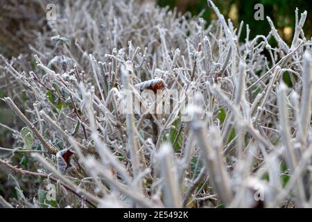 Frost auf Zweigen und Ästen einer getrimmten Hecke in Eiskalte Winterwetter im Januar 2021 Carmarthenshire Wales UK KATHY DEWITT Stockfoto