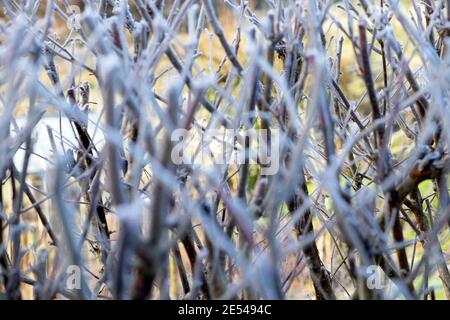 Frost auf Zweigen und Ästen einer getrimmten Hecke in Eiskalte Winterwetter im Januar 2021 Carmarthenshire Wales UK KATHY DEWITT Stockfoto