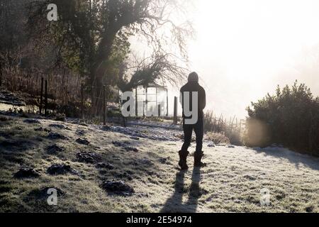 Rückansicht Silhouette der Frau zu Fuß auf frostbedeckten Rasen Mit Maulwurfshügeln, um Garten und Gewächshaus in zu schauen Winter Wales Großbritannien 2021 KATHY DEWITT Stockfoto