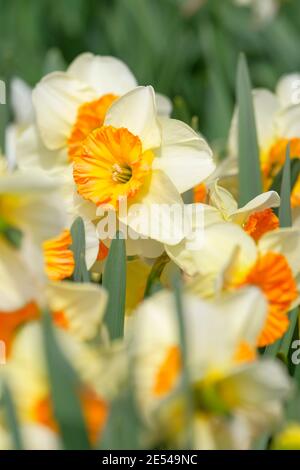 Elfenbeinfarbene weiße Blütenblätter mit einer offenen flachen Tasse rosig-orange. Große Schalengroße Daffodil, Narcissus 'Velasquez' Stockfoto