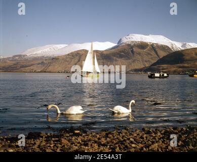 Schottland, Argyll. Schwäne am Loch Linnhie mit Ben Nevis und seinen Ausrüstlern, die viel Schnee tragen. Ca. 1980. Foto von Tony Henshaw/Tom Parker Collection Gescannt von einer 5 x 4' Original-Transparenz aus einem einzigartigen und atemberaubenden Archiv von Originalaufnahmen von den Britischen Inseln vom Fotografen Tom Parker. © World Copyright. Stockfoto