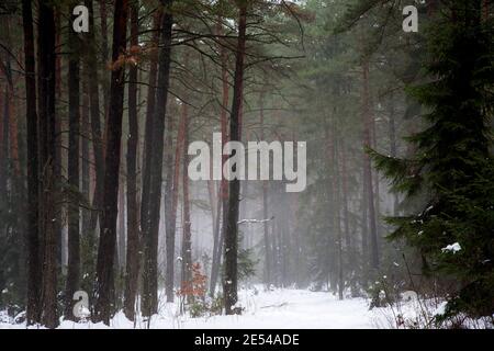 Straße, Weg durch eine geheimnisvolle, schöne, neblige, verschneite Wald, Winterlandschaft Stockfoto