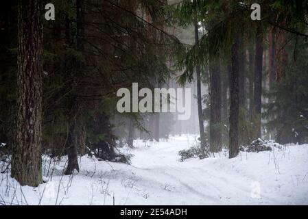 Straße, Weg durch eine geheimnisvolle, schöne, neblige, verschneite Wald, Winterlandschaft Stockfoto