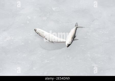 Coregonus albula Fisch, bekannt als der Vendace oder als der Europäische cisco, Süßwasser Weißfisch auf dem Eis, Angeln auf einem gefrorenen See, aus der Nähe Stockfoto