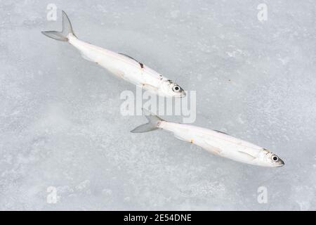 Coregonus albula Fisch, bekannt als der Vendace oder als der Europäische cisco, Süßwasser Weißfisch auf dem Eis, Angeln auf einem gefrorenen See, aus der Nähe Stockfoto