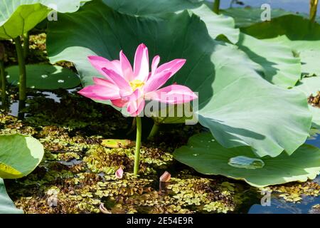 Wilde rosa Seerose oder Lotusblume im Teich Stockfoto