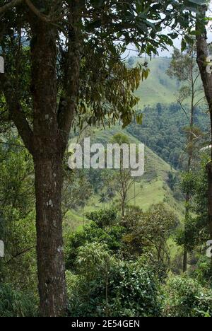 Das Valle de Corcora, ein Eingang zum Parque Nacional de los Nevados, Kolumbien Stockfoto