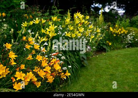 Hemerocallis Corky,Hemerocallis citrina,Gladiolus nanus die Braut,Bunium bulbocastanum,gelb,weiß,goldgelb,Blumen,blühend,Rand,gemischte Borde Stockfoto