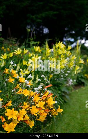 Hemerocallis Corky,Hemerocallis citrina,Gladiolus nanus die Braut,Bunium bulbocastanum,gelb,weiß,goldgelb,Blumen,blühend,Rand,gemischte Borde Stockfoto