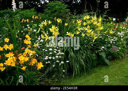 Hemerocallis Corky,Hemerocallis citrina,Gladiolus nanus die Braut,Bunium bulbocastanum,gelb,weiß,goldgelb,Blumen,blühend,Rand,gemischte Borde Stockfoto