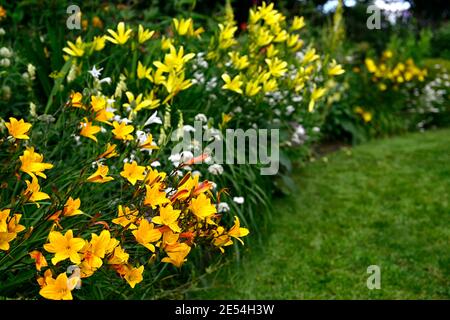 Hemerocallis Corky,Hemerocallis citrina,Gladiolus nanus die Braut,Bunium bulbocastanum,gelb,weiß,goldgelb,Blumen,blühend,Rand,gemischte Borde Stockfoto