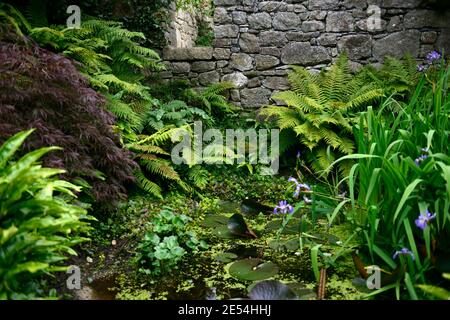 Teich, Wasserspiel, Gartenteich, Schatten, schattig, schattig, Gartenbereich, Farne, Dropteris, acer Palmatum, Iris x Robusta Gerald Darby, blaue Blumen, immergrün Laub Stockfoto