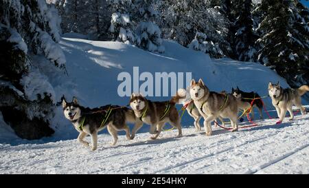 Gruppe Husky Hunde während Schlittenhunderennen Stockfoto
