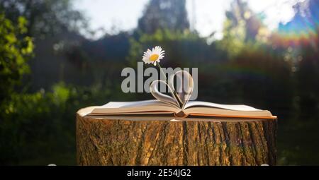 Kamille auf einem offenen Buch, herzförmige Seiten, auf einem Baumstumpf liegend, mit schönem Sonnenlicht. Home Bildung, Erholung im Freien, Bücher lesen, natu Stockfoto