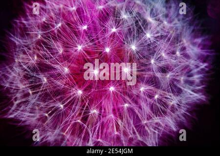 Nahaufnahme von Löwenzahn auf dem farbigen Licht Stockfoto