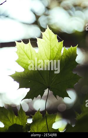 Ahornblatt im Sonnenlicht im Wald Stockfoto