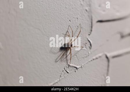 Spinne kriecht auf einer weißen Wand in einem Haus Stockfoto