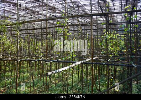 Vertikaler Anbau, Landwirtschaft in Inle Lake, Myanmar. Stockfoto