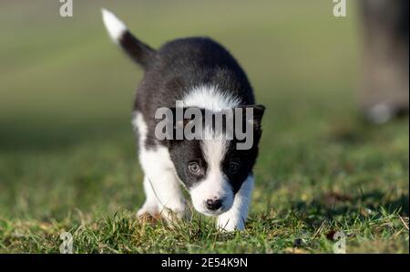 Acht Wochen alte Border Collie Welpen spielen im Feld. North Yorkshire, Großbritannien. Stockfoto