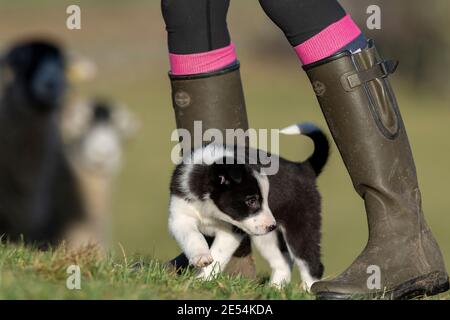 Lady mit einem acht Wochen alten Border Collie Schäferhund Welpen. North Yorkshire, Großbritannien. Stockfoto