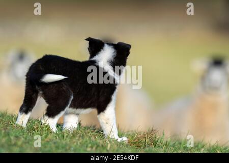 Der achtwöchige Border Collie Welpe sieht zum ersten Mal Schafe. North Yorkshire, Großbritannien. Stockfoto