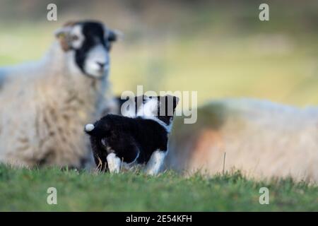 Der achtwöchige Border Collie Welpe sieht zum ersten Mal Schafe. North Yorkshire, Großbritannien. Stockfoto