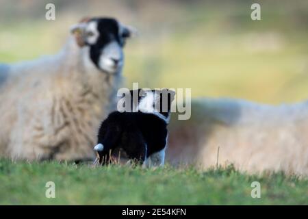Der achtwöchige Border Collie Welpe sieht zum ersten Mal Schafe. North Yorkshire, Großbritannien. Stockfoto